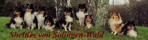Shelties "von Solingen-Wald"