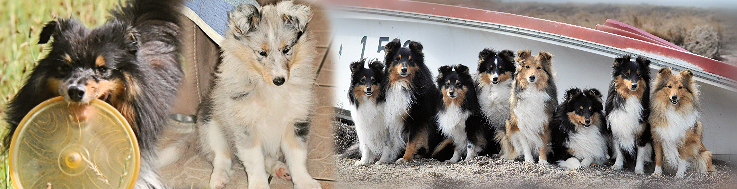 sheltieinfo header2