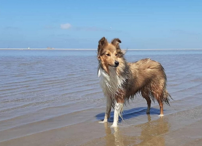 Zeichnung Sheltie Stand 500