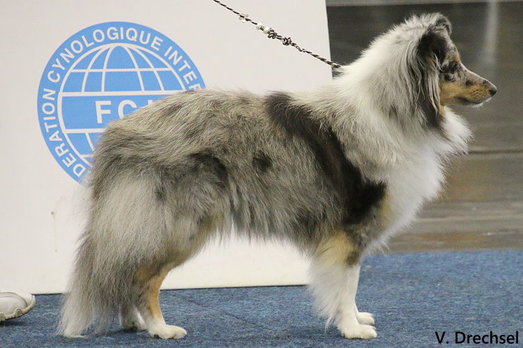 2022.10.14.HSA Dortmund.OKH.Agility Jumper Gem of Charm