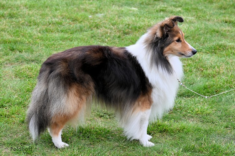 Klaistow25 9 21 a25 ChKH Baby Blues Artemida Sheltie DSC 1850 500