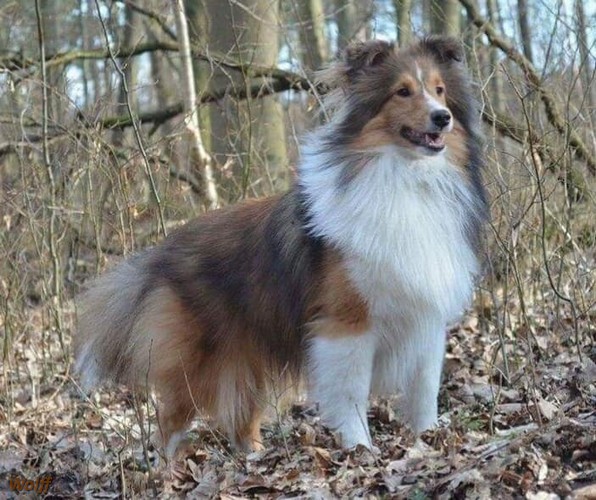 baby blues artemida sheltie wolff