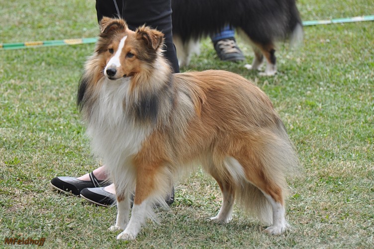 SRA Mannheim23 7 17 a08 ZwKR V2 Myway from the Crazy Shelties DSC 6891 500