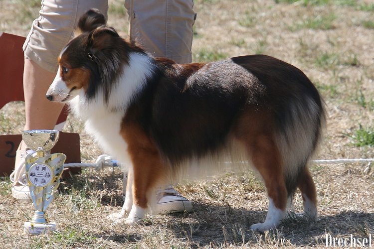 2022.09.04.Wutha Farnroda.ZwKH.American Cowgirl Annabelle of Desert Meadow