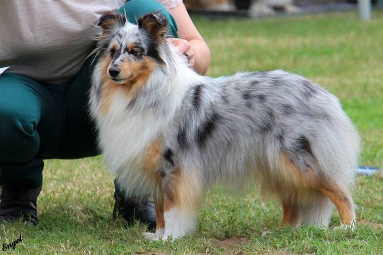 Di Leila s Sheltie Silver Beauty 500