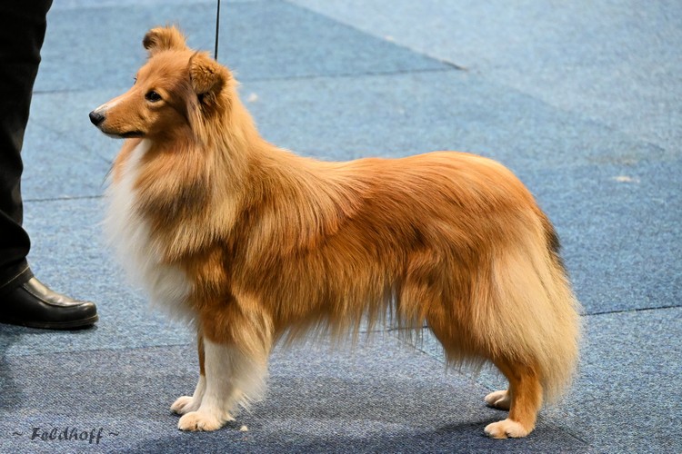 High glen cheap shelties