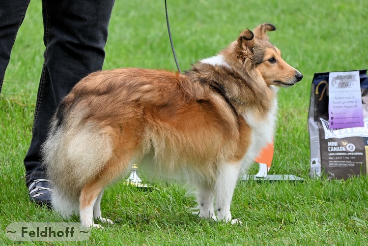 Goerzke18 9 21 a29 OKH Julchen vom Birkenwappen DSC 1700 500