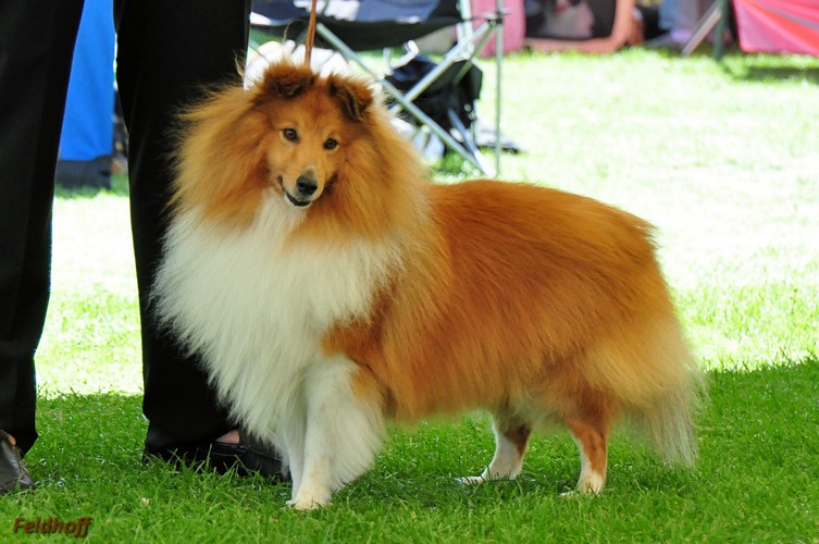 blonde sheltie