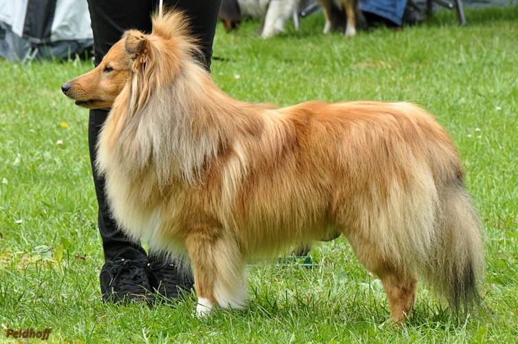 SRA Gummersbach 24 6 18 a11 OKR Sg Golden Galeno vom Ponyhuegel DSC 2091 500