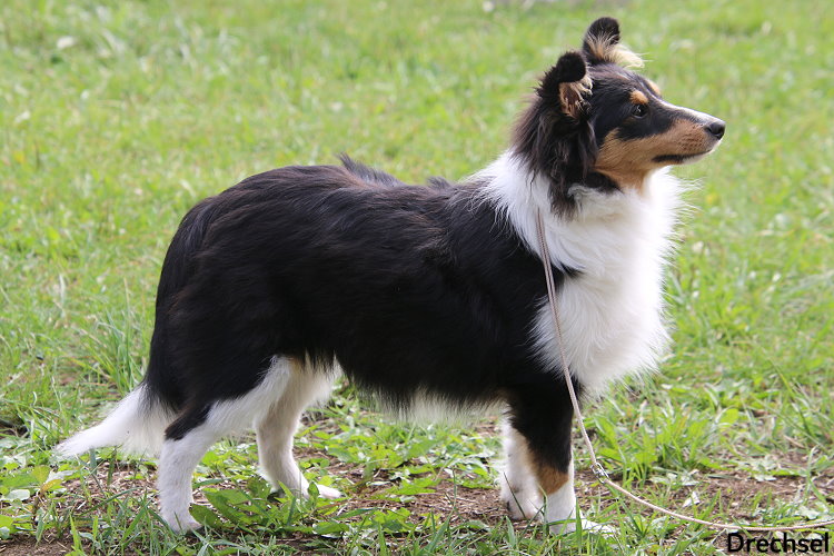 2022.07.31.Hallbergmoos.BabyKR.Karlito von der Rosenranke