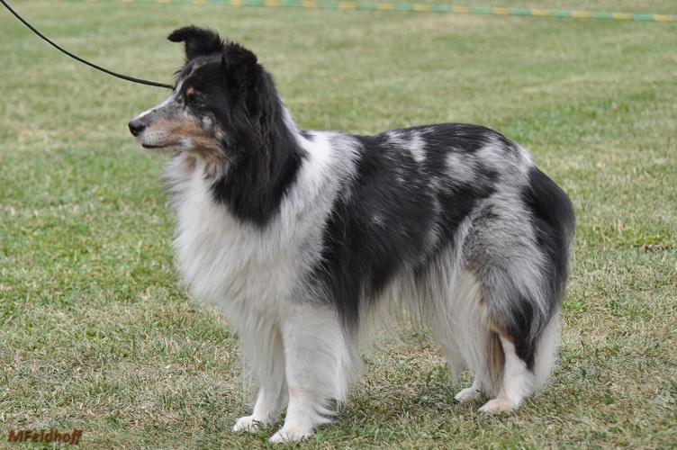 SRA Mannheim23 7 17 a15 VKH 1 Face of Sheltie Castle DSC 6935 500