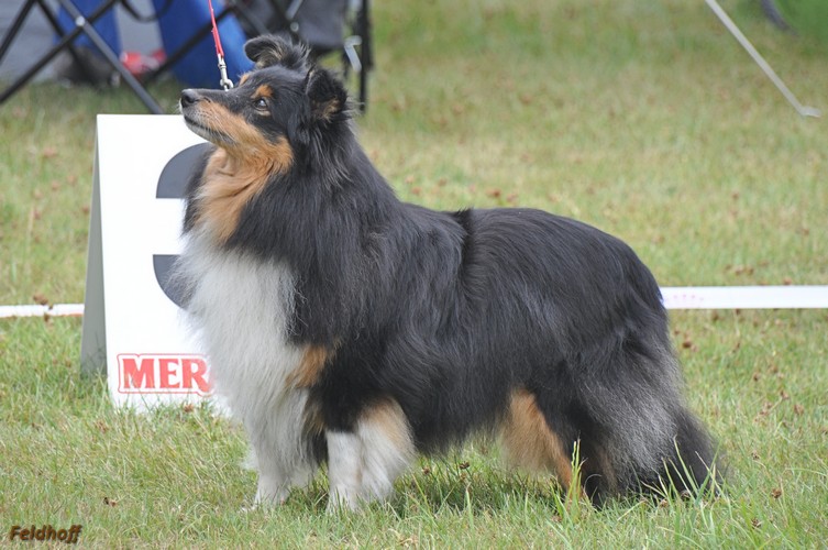 SRA Alsdorf2 7 17 a13 VKH 1 BV Encanta Elina von Solingen Wald DSC 6800 500