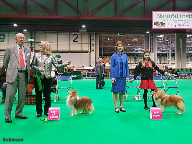 Crufts BoB BestPuppy Lana R 500