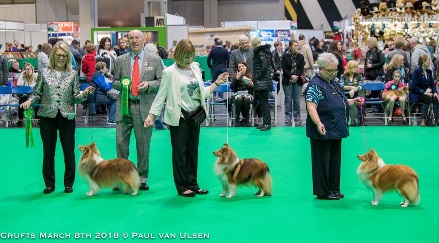 Crufts Hndinnen 500