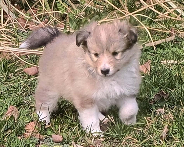 Gimli