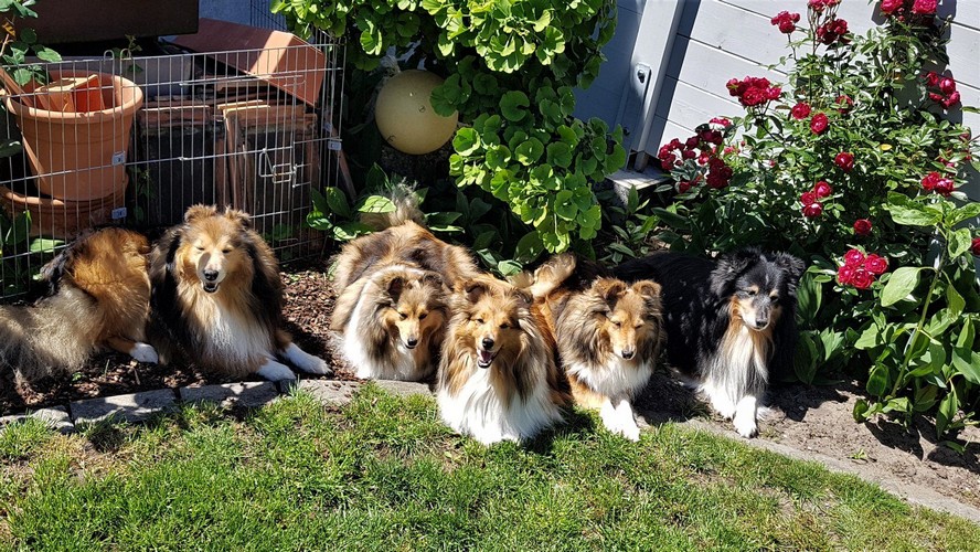 woogbach shelties 500